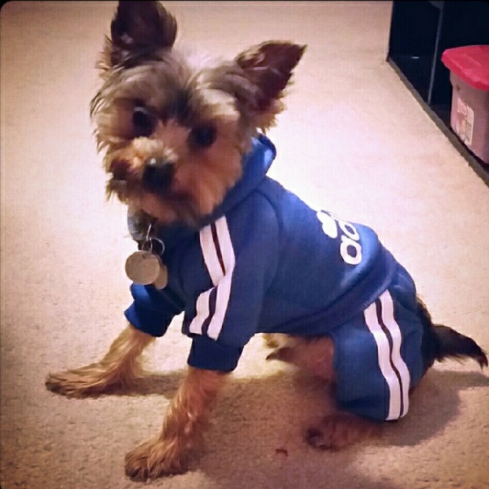 β οΈ Doggie adidog sweatshirts - Picture 8 of 8